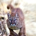 slides/IMG_8787_1.jpg wildlife, feline, big cat, cat, predator, fur, cougar, mountain, lion, puma, jump, leap WBCW96 - Puma - Mountain Lion - Jump - Original without zooming effect is available too